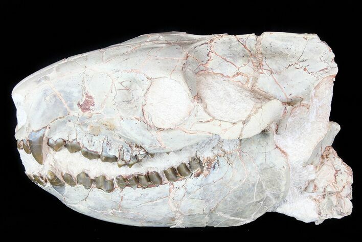 Oreodont (Merycoidodon) Skull - South Dakota #77810